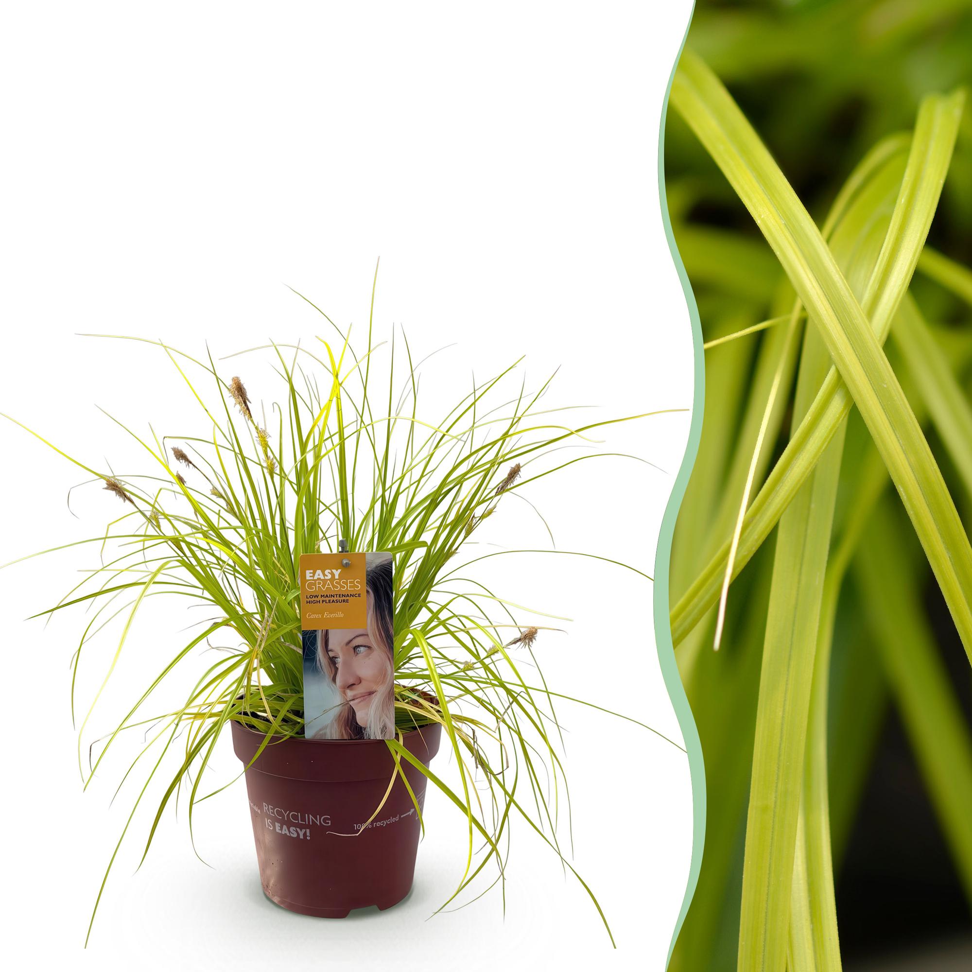 Carex oshimensis Everillo - Geel - 1 Planten - Groenblijvend - Winterhard - Pot 17cm Hoogte 50cm