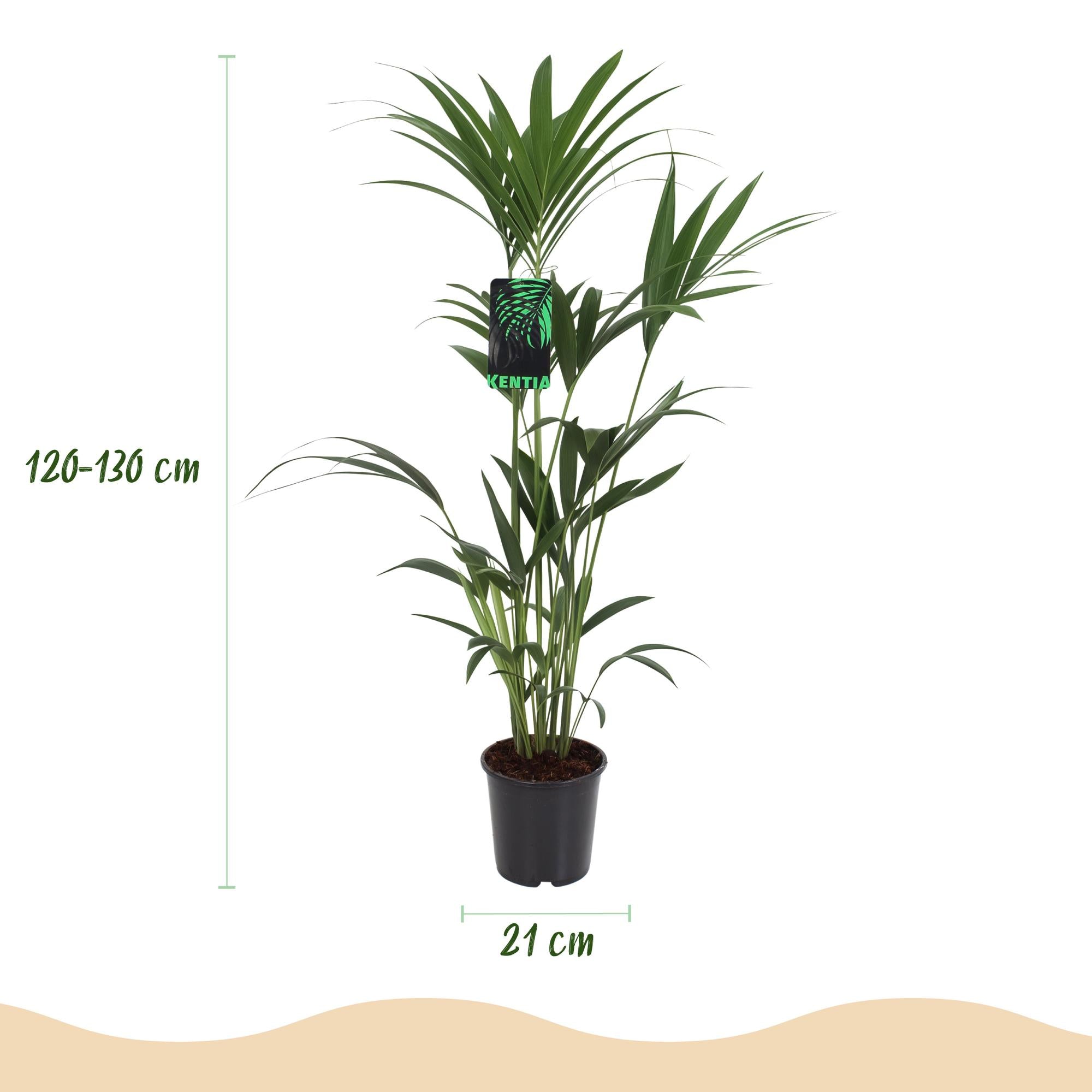 Howea Forsteriana - Kentia Palm - Weinig Onderhoud - Groen - 2 planten - Pot 21cm - Hoogte 120-130cm