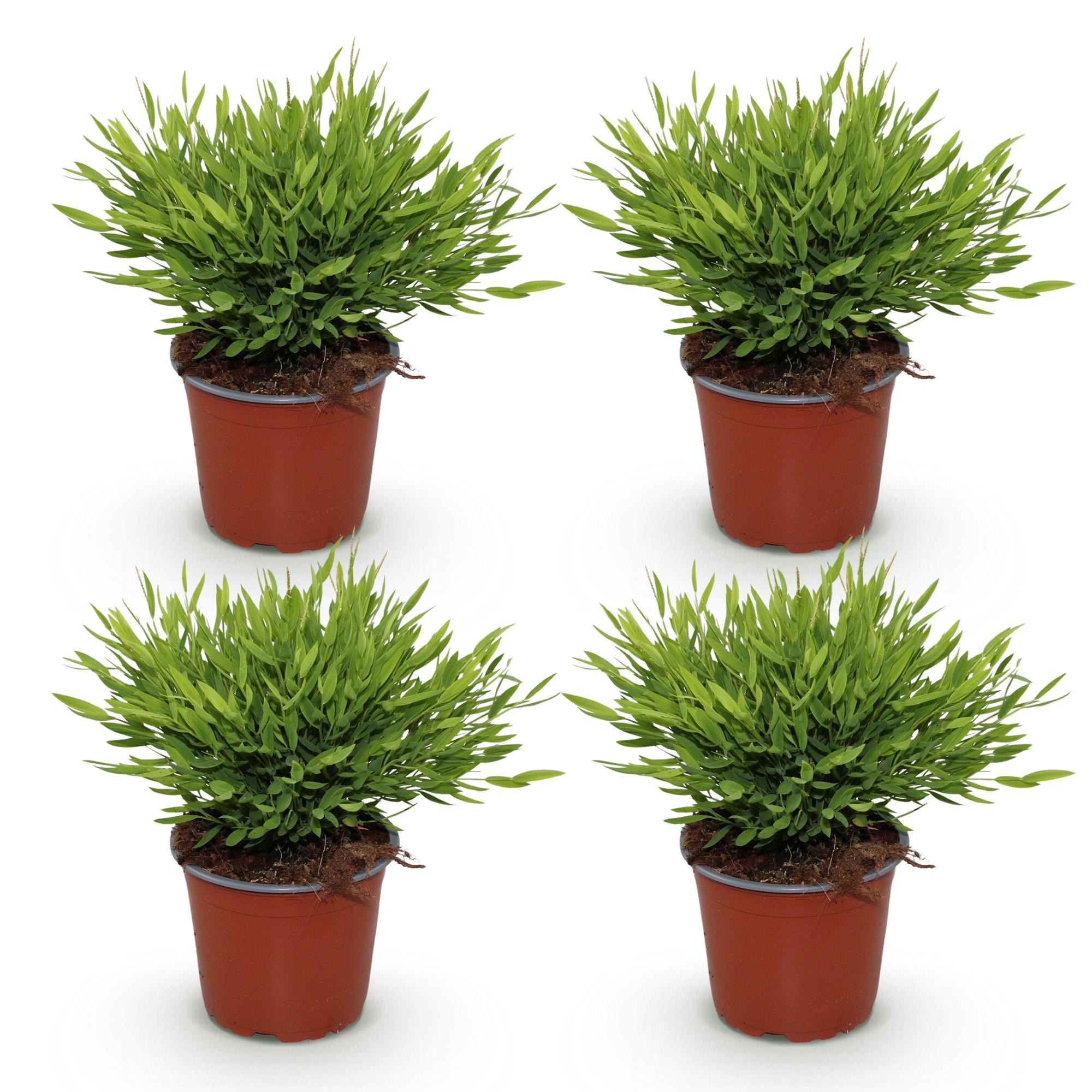 Bamusa Pogonatherum Monica - Kamerbamboe - Huisdiervriendelijk - Groen - 4 Planten - Pot 12cm - Hoogte 30-35cm