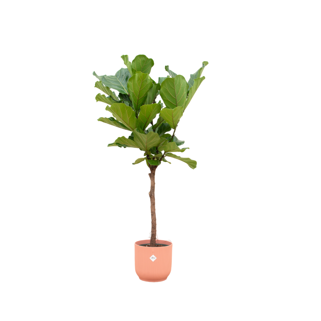 Ficus Lyrata Stamm inklusive elho Vibes Fold Round rosa - 150 cm - Ø30