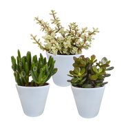 Crassula mix 8,5 cm - 3x - en pot blanc