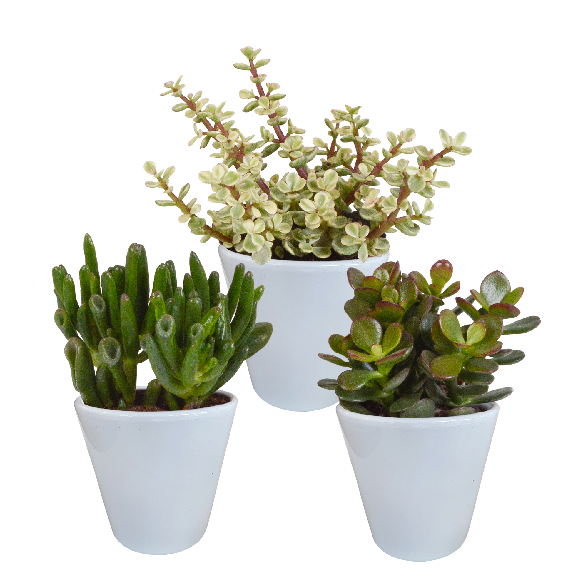 Crassula mix 8,5 cm - 3x - en pot blanc