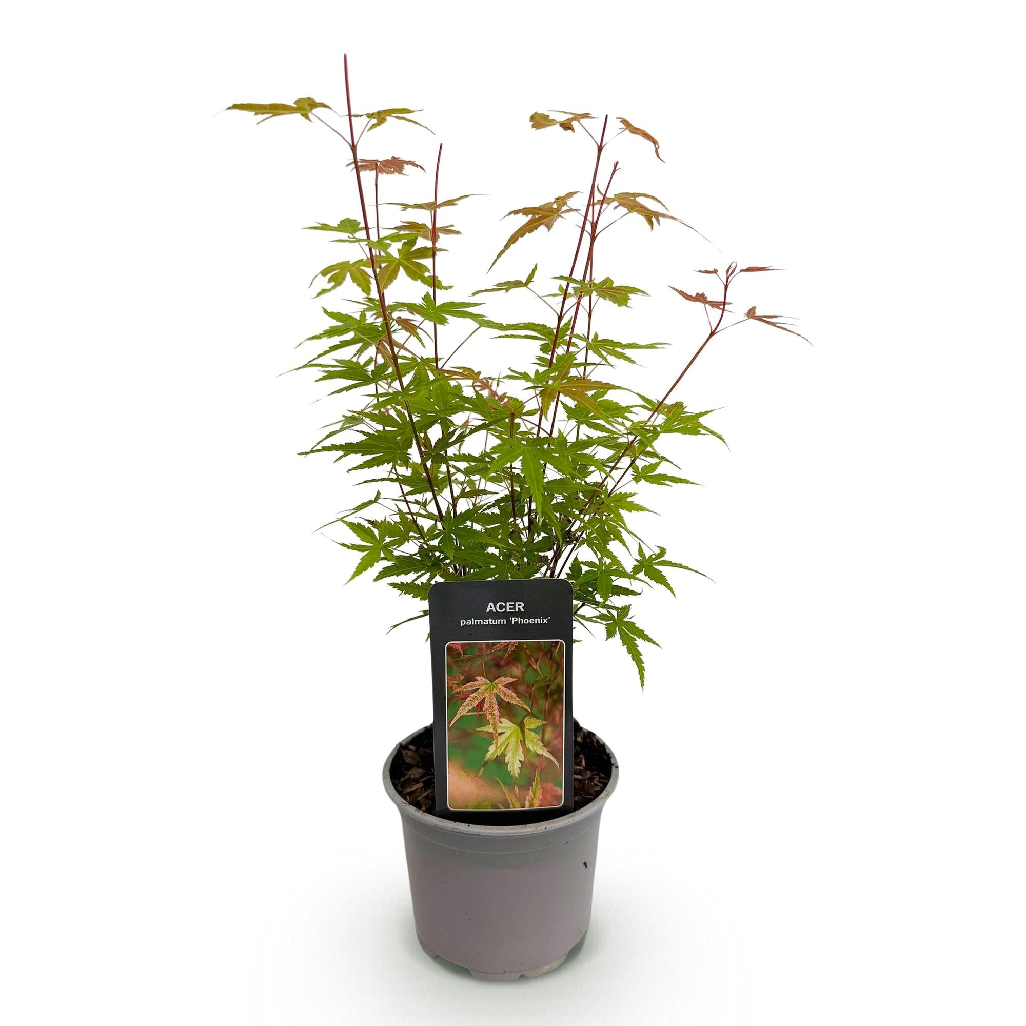 Acer palmatum Phoenix - Roze - 1 Plant - Bladverliezend - Weinig Onderhoud - Pot 12cm Hoogte 35cm