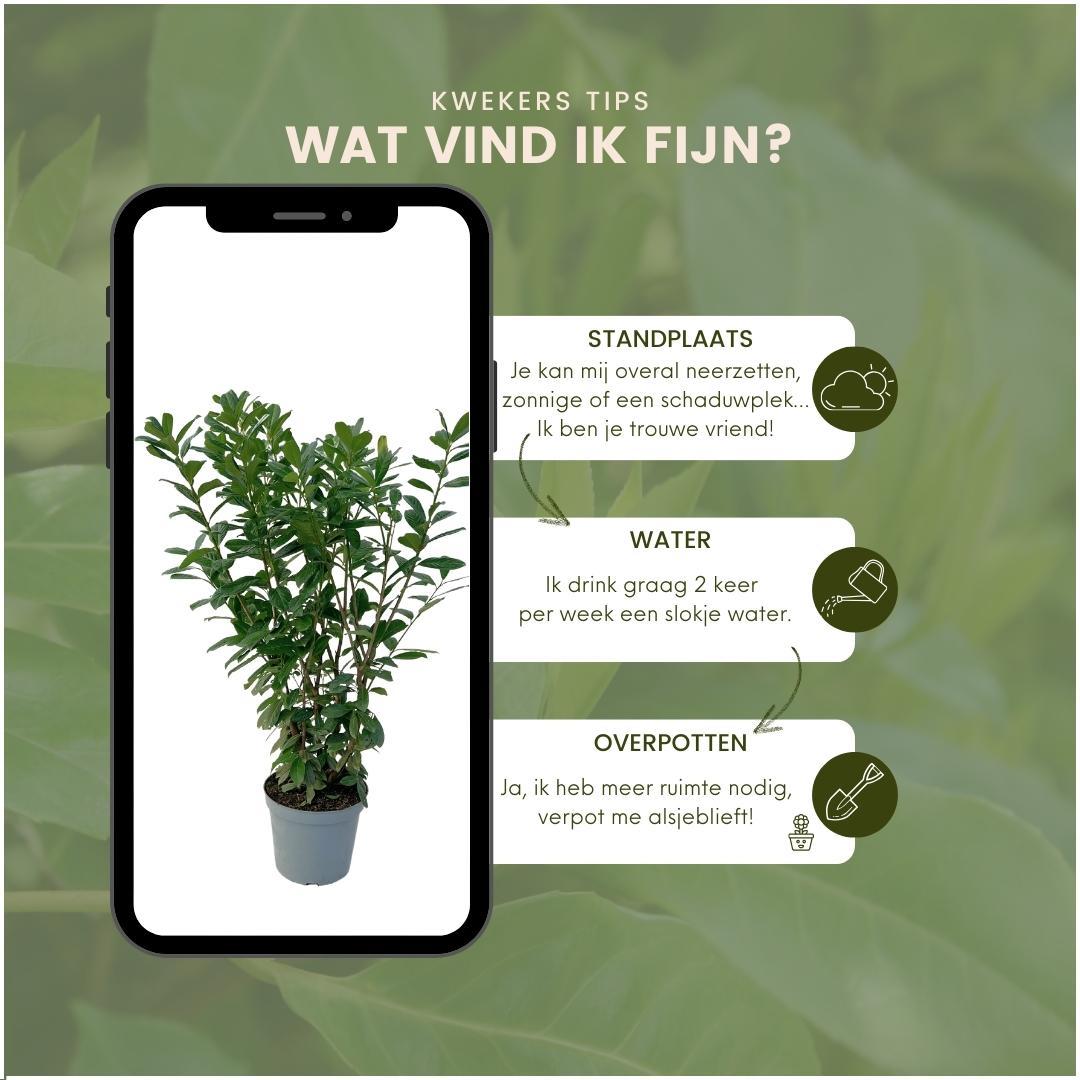 Große Kirschlorbeerpflanzen Novita für 10 laufende Meter Hecke | - 12L - 25 x | ↨ 100-125 cm