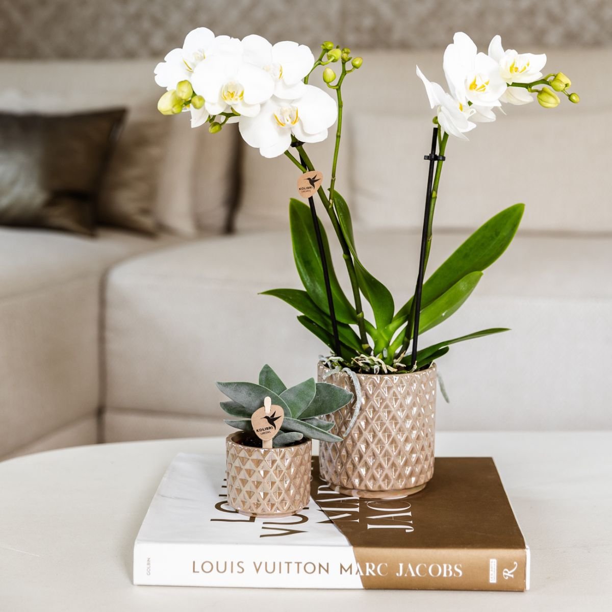 Kolibri Orchids | Gift Set Diamond Pearl Zand - Witte Phalaenopsis Orchidee Mineral Amabilis & Succulent