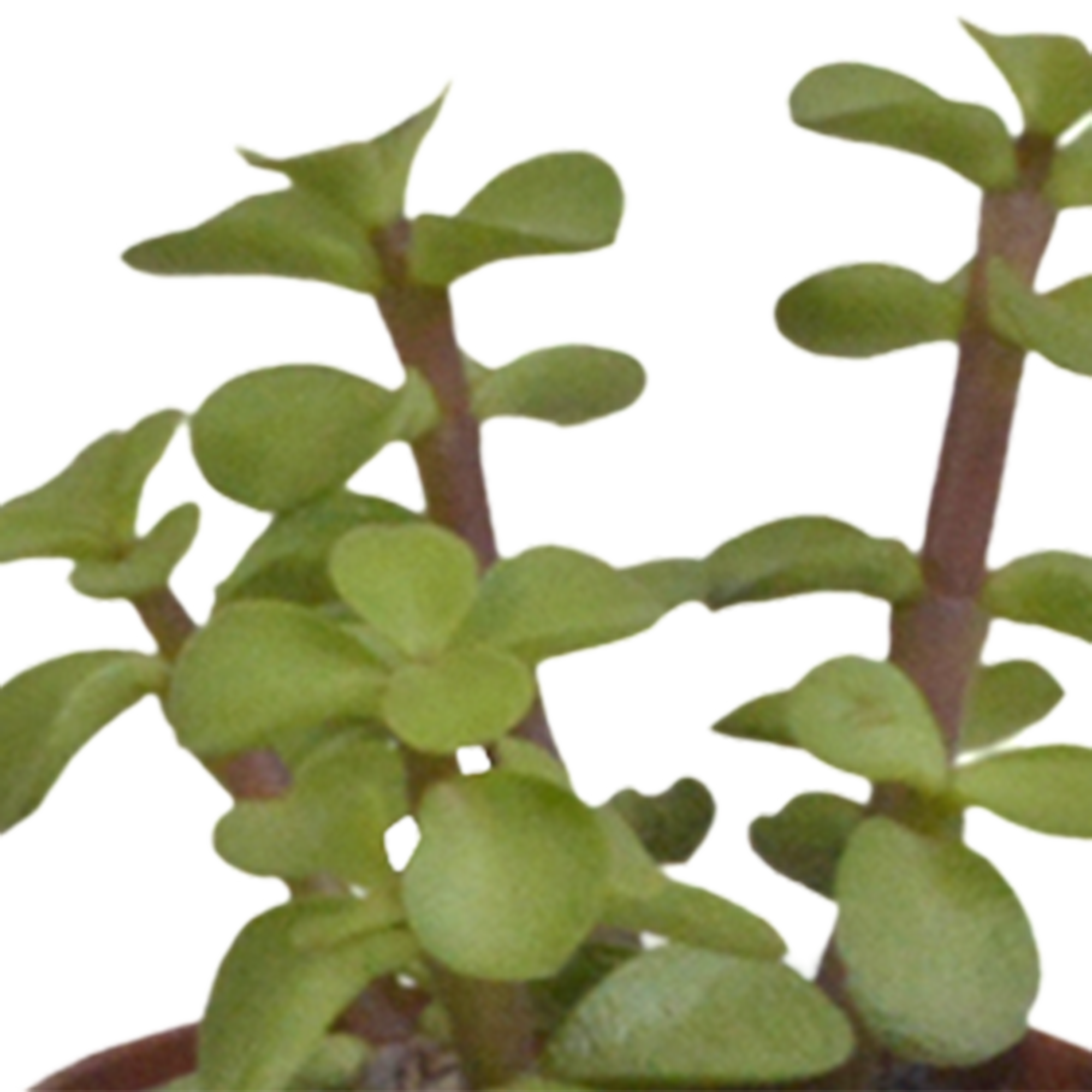 Succulent mix 5.5 cm - 5x - without pot