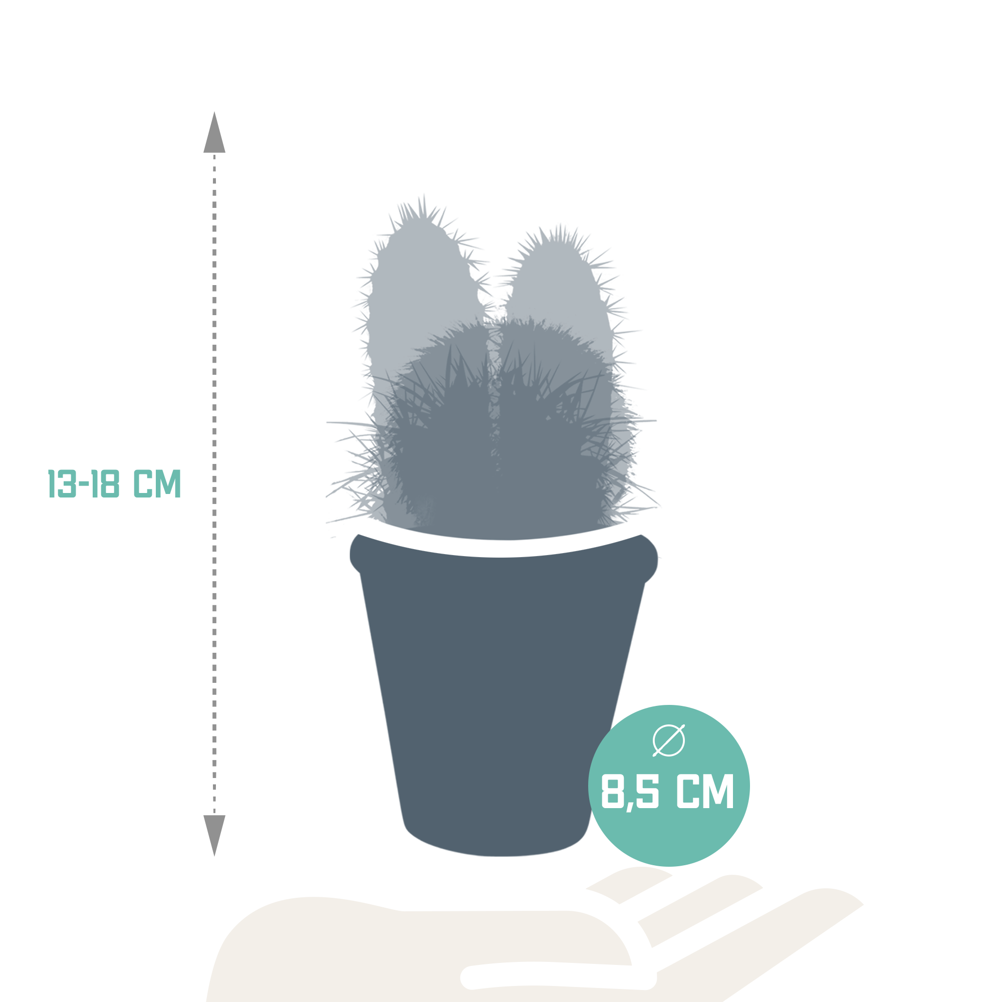 Cactus mix 8.5 cm - 3x - in terracotta pot