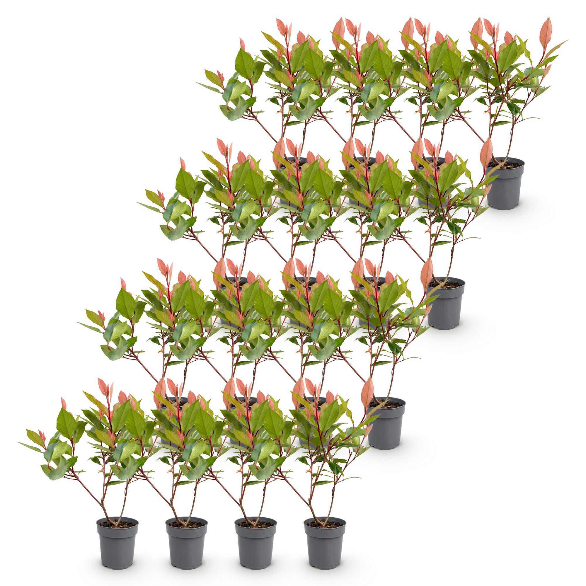 Photinia fraseri Little Red Robin - Glansmispel - 16x - Haagplanten - Groenblijvend - Rood - Pot 9cm - Hoogte 25-35cm
