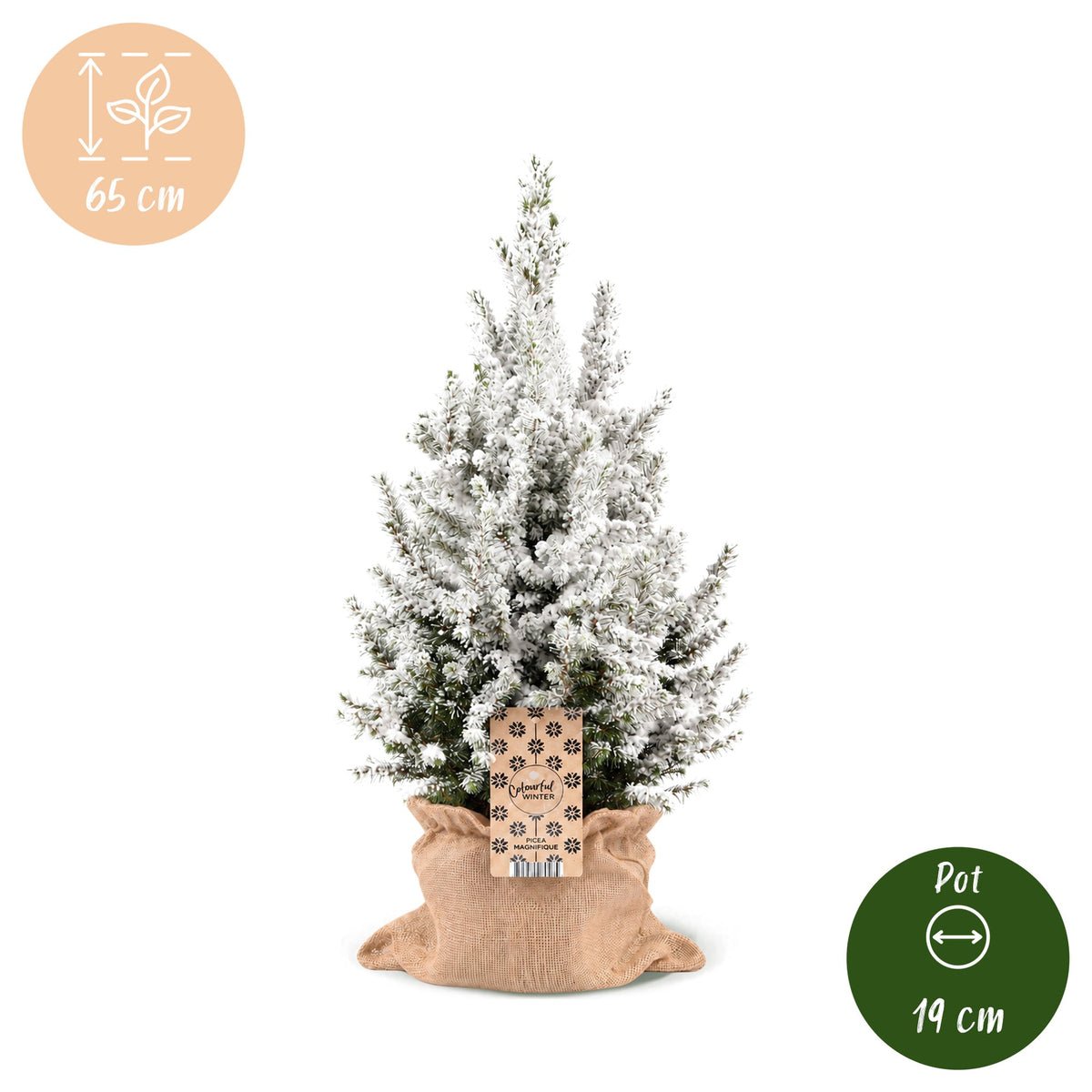 Picea glauca Conica - 2x Kegelspar - Groen - Wit - Kerstboom - incl. jute zak - Ø19cm - ↕65cm