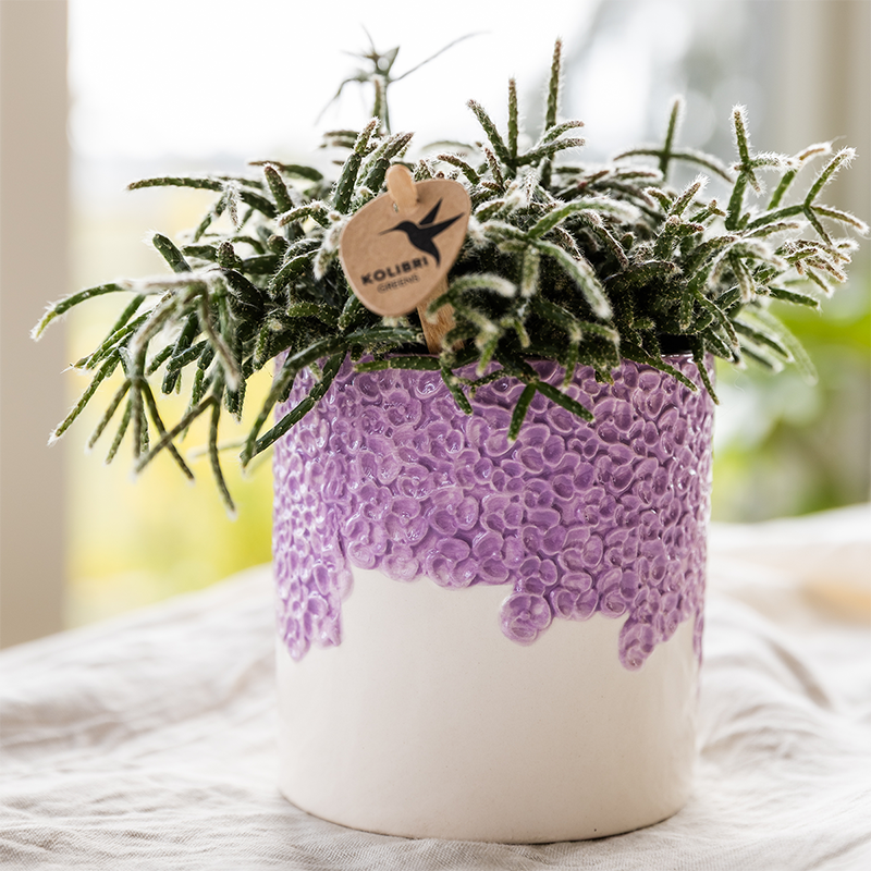 Kolibri Company | Plantenset Bloom Purple | Paarse Vienna orchidee + groene planten incl. sierpotten