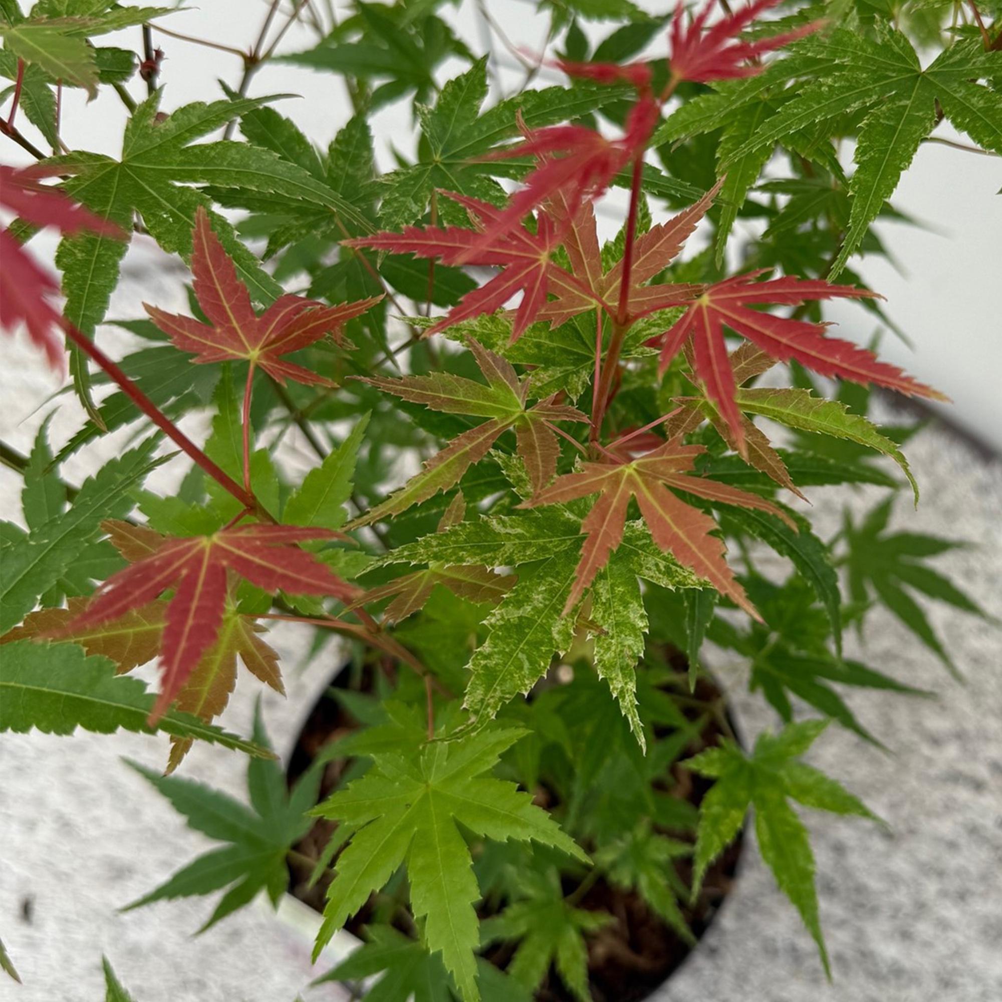 Acer palmatum Phoenix - Roze - 1 Plant - Bladverliezend - Weinig Onderhoud - Pot 12cm Hoogte 35cm