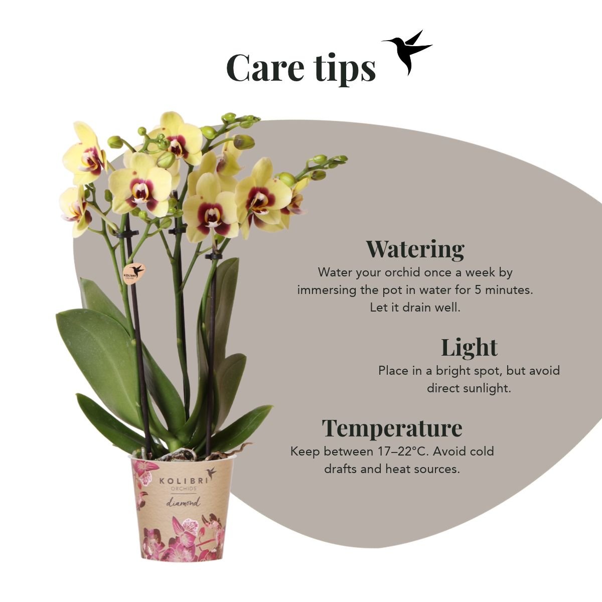 Kolibri Orchids | Geel-Rode Phalaenopsis Orchidee - Diamond Uruguay - Ø9 cm
