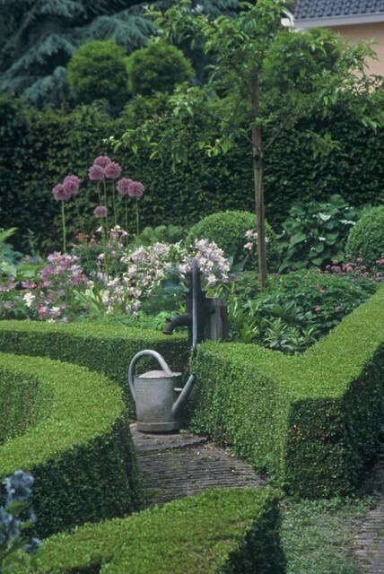 6x Buxus Sempervirens - ↕10-25cm - Ø9cm