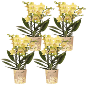 Kolibri Orchids | Combi Deal - 4 Gele Phalaenopsis Orchideeën Blossom Albenga - Ø9 cm
