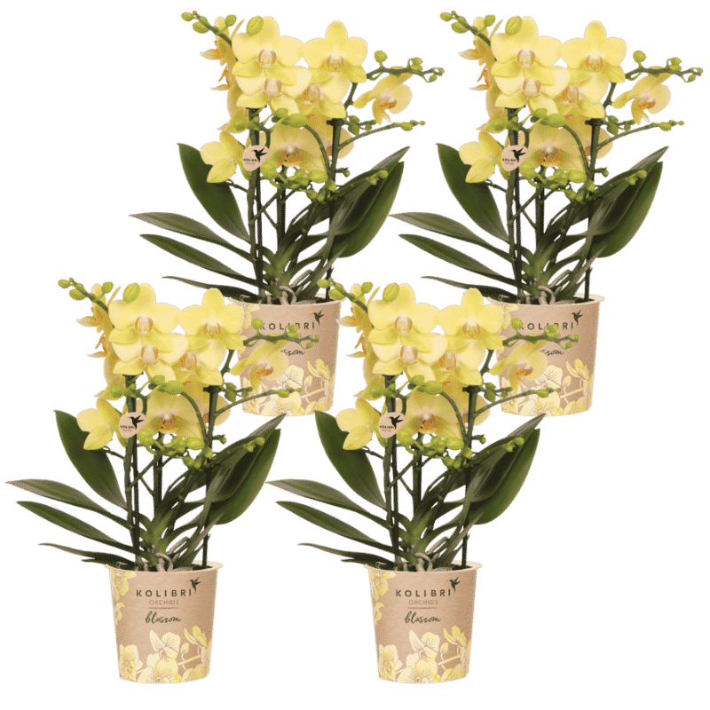 Kolibri Orchids | Combi Deal - 4 Gele Phalaenopsis Orchideeën Blossom Albenga - Ø9 cm