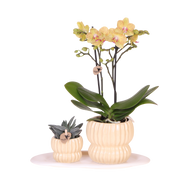 Kolibri Orchids | Gift Set Horizon Geel - Gele Phalaenopsis Orchidee Blossom Lima & Succulent