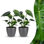Monstera Deliciosa - Gatenplant - 2x - met Potter Grijs - Pot 12cm - Hoogte 30cm