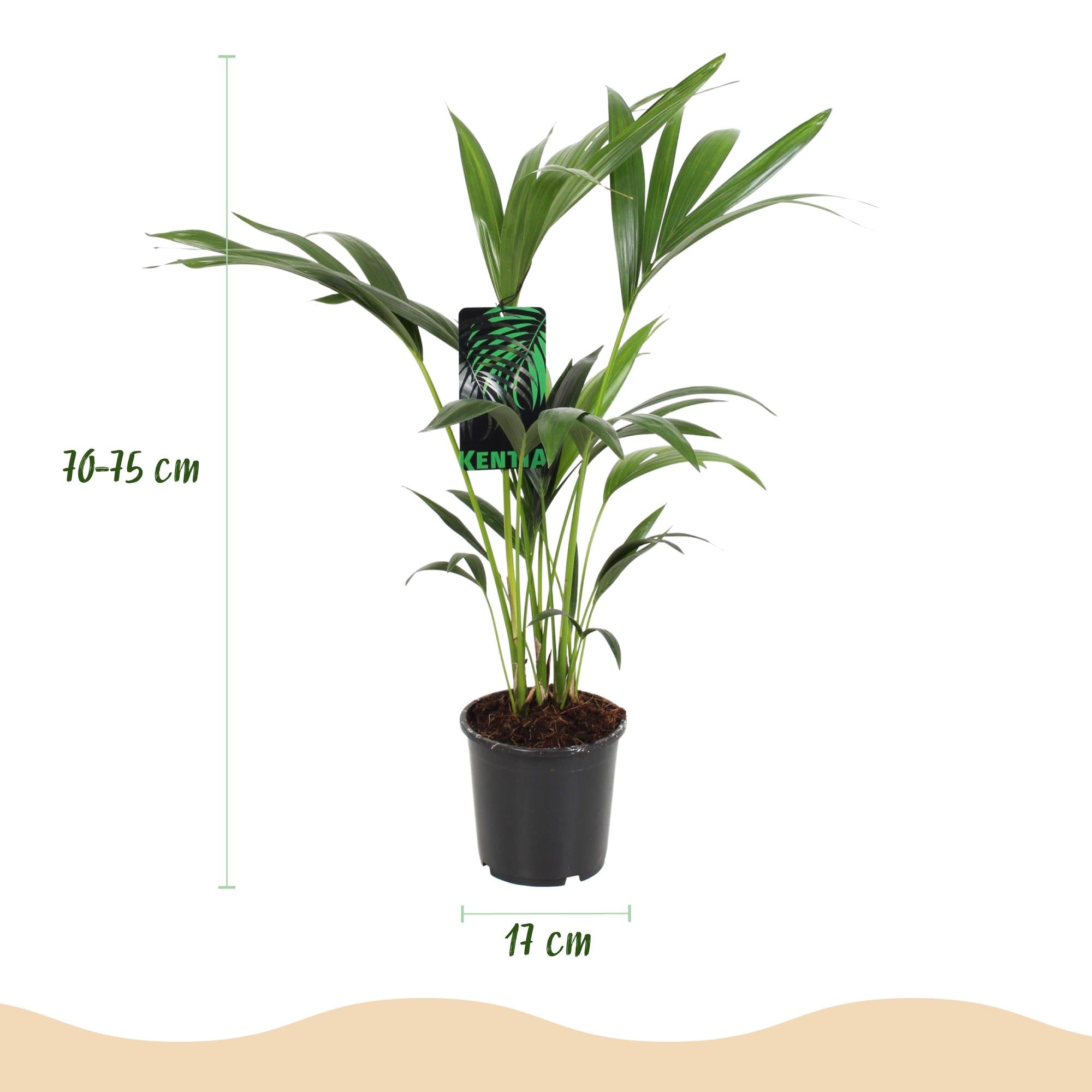 Howea Forsteriana - Kentia Palm - Weinig Onderhoud - Groen - 1 plant - Pot 17cm - Hoogte 70-75cm