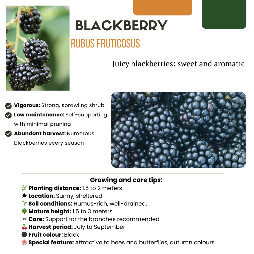 6 plants de mûrier bio - Ø 13 cm - ↨ 20 cm