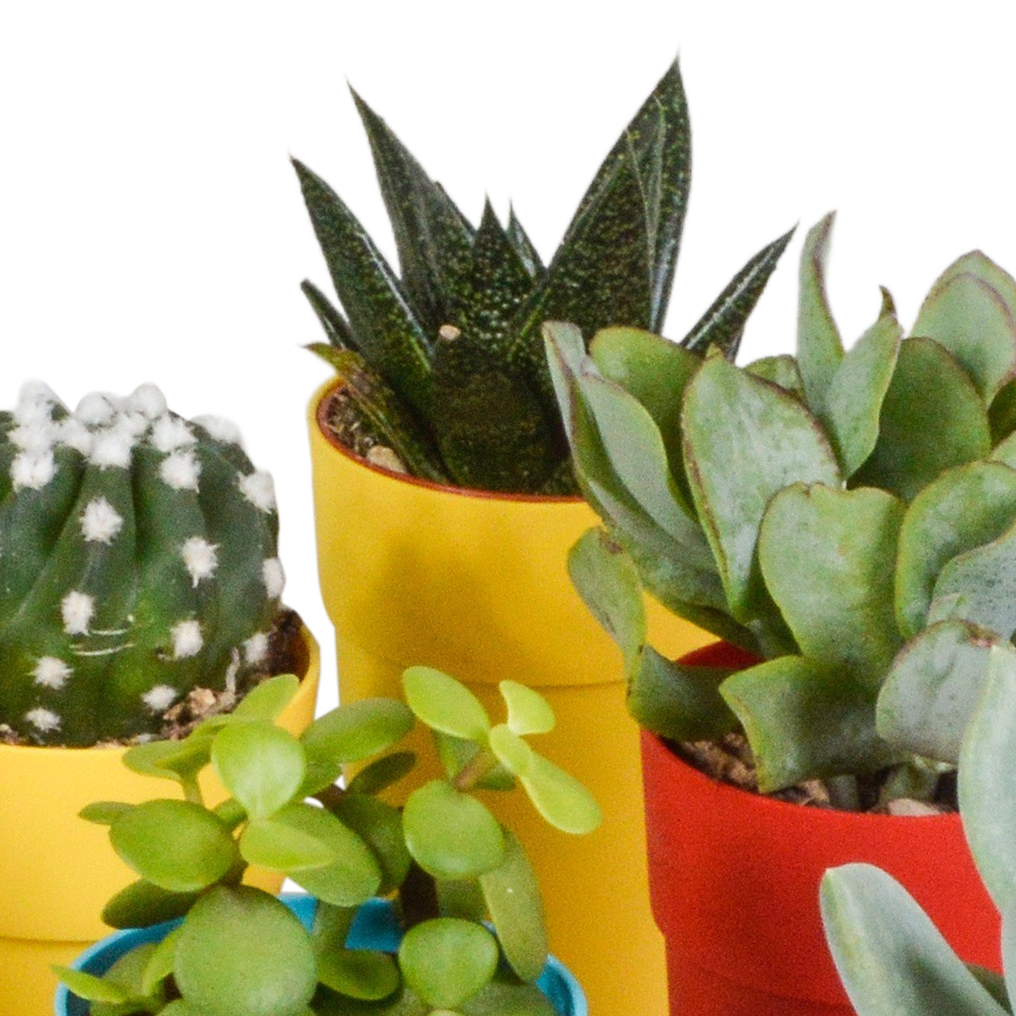 Cactus and succulent mix 5.5 cm | 15 pieces - in a colored plastic pot