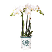 Kolibri Orchids | orchidea bianca Amabilis + vaso decorativo Malaga verde - dimensioni vaso Ø9cm | pianta da appartamento fiorita - fresca dal coltivatore
