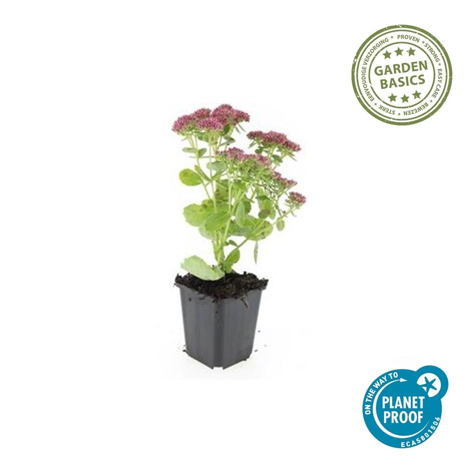 12x Sedum 'Herbstfreude' - ↕10-25cm - Ø9cm