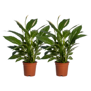 Spathiphyllum Vivaldi - 2 pièces - Ø17cm - ↕70cm