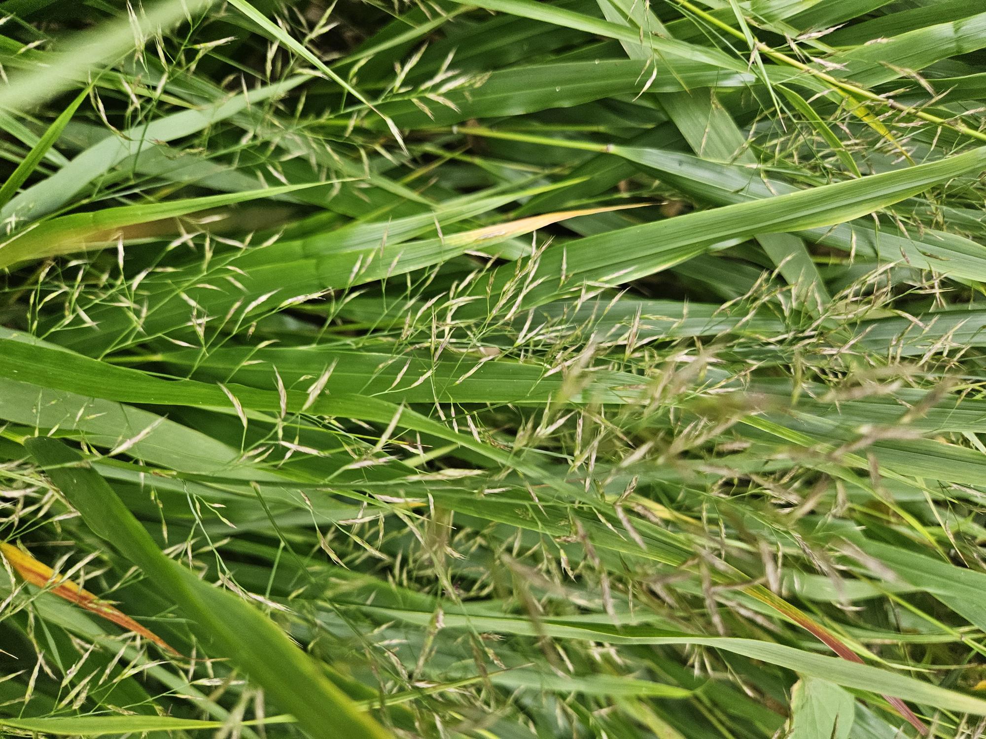 60x Hakonechloa macra - ↕10-25cm - Ø9cm