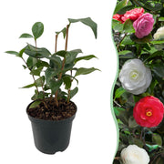Camelia japonica Tricolour - Bloem Roze, Wit en Rood - 1 Plant - Groenblijvend - Pot 15cm Hoogte 30cm
