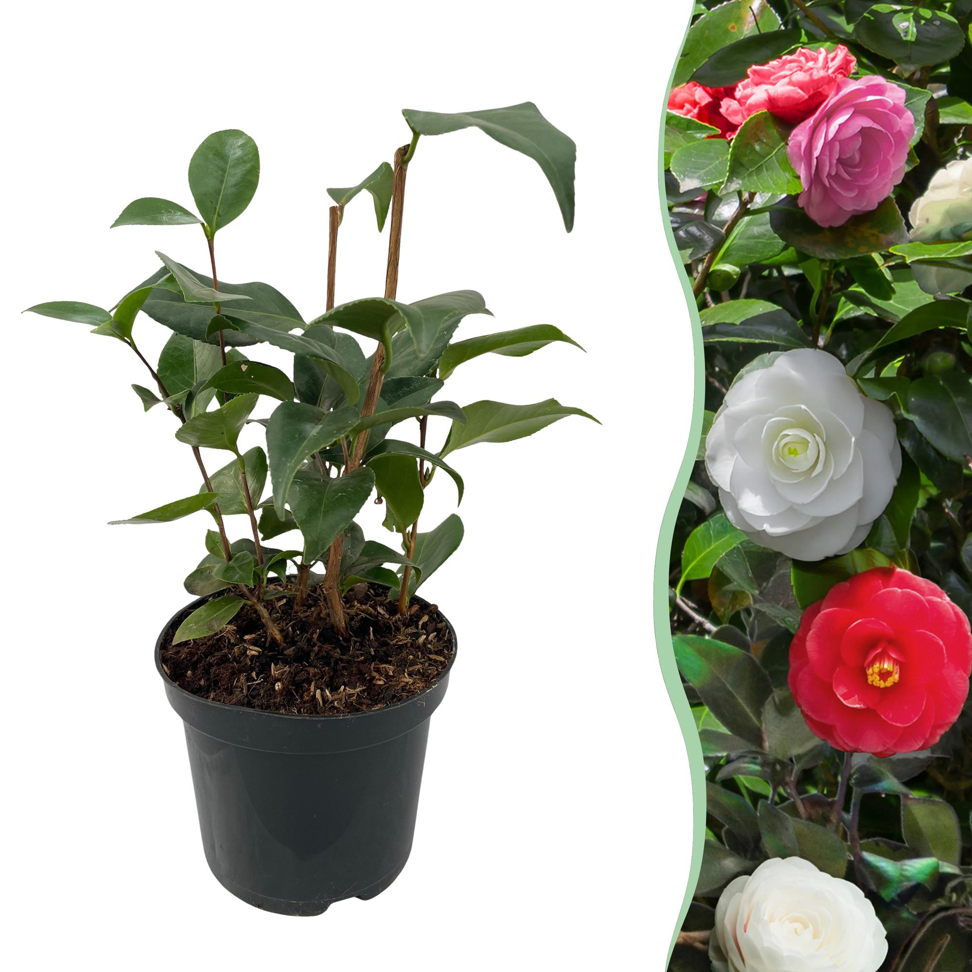 Camelia japonica Tricolour - Bloem Roze, Wit en Rood - 1 Plant - Groenblijvend - Pot 15cm Hoogte 30cm