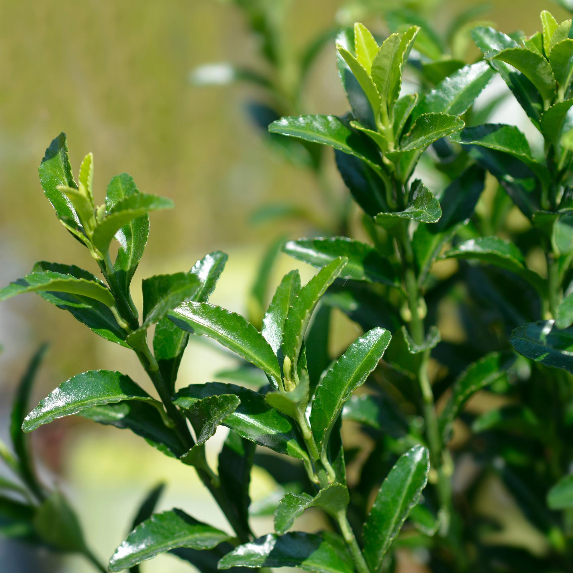 Euonymus japonica Green Spire -  blad groen - 8 planten - 1 strekkende meter - groenblijvend - pot 9cm hoogte 20-25cm