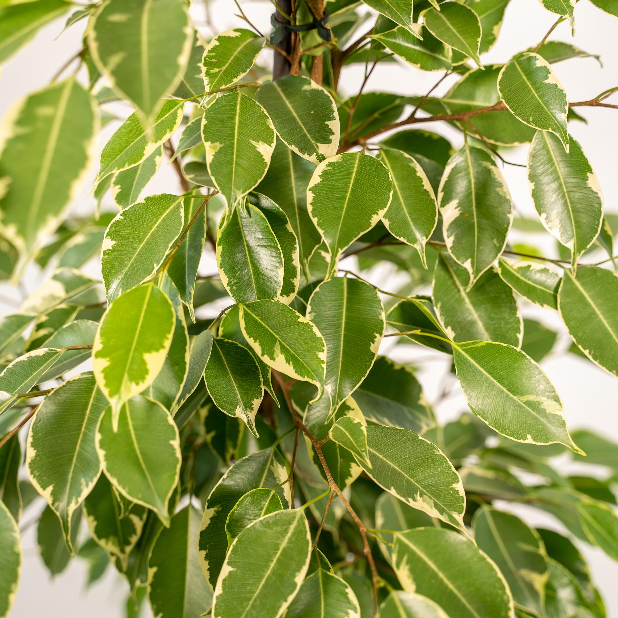 Ficus benjamina Goldenking - Ø21cm - ↕95cm + Mand Selin