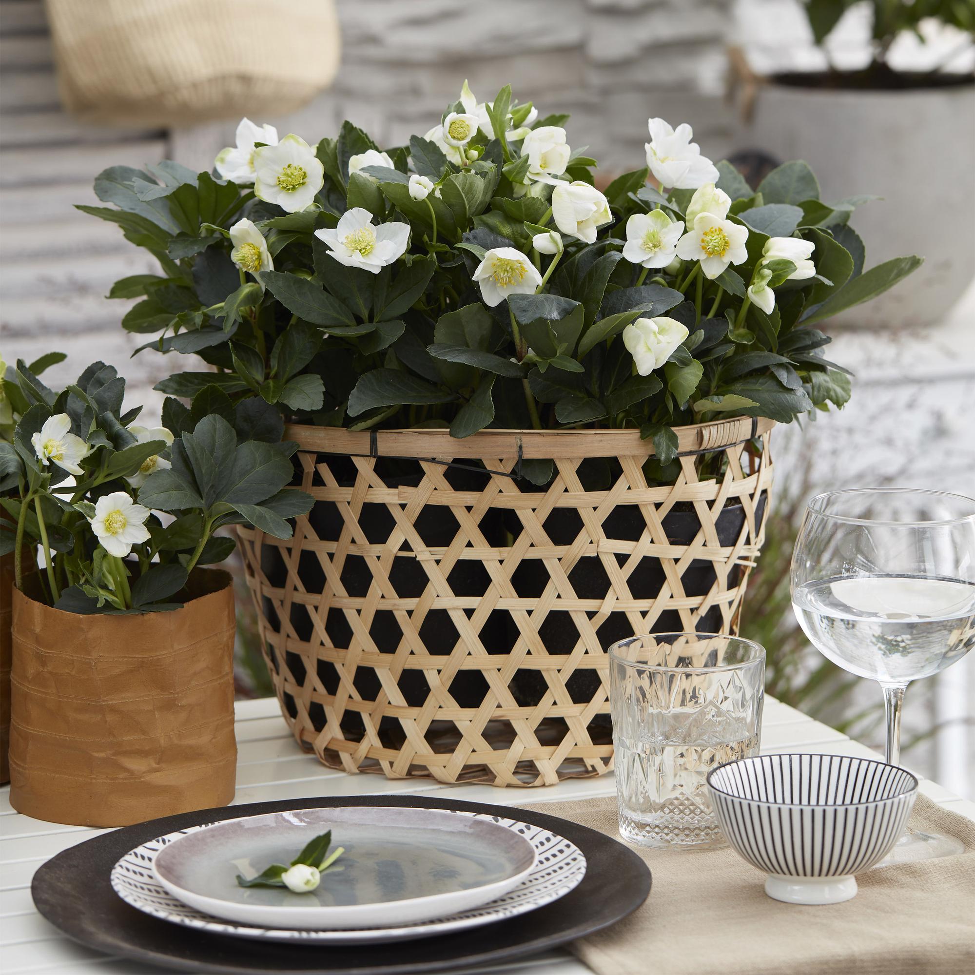 Kerstroos - Helleborus Christmas Carol  - Witte Bloem -1 Plant - Groenblijvend - Pot 17cm Hoogte 35cm