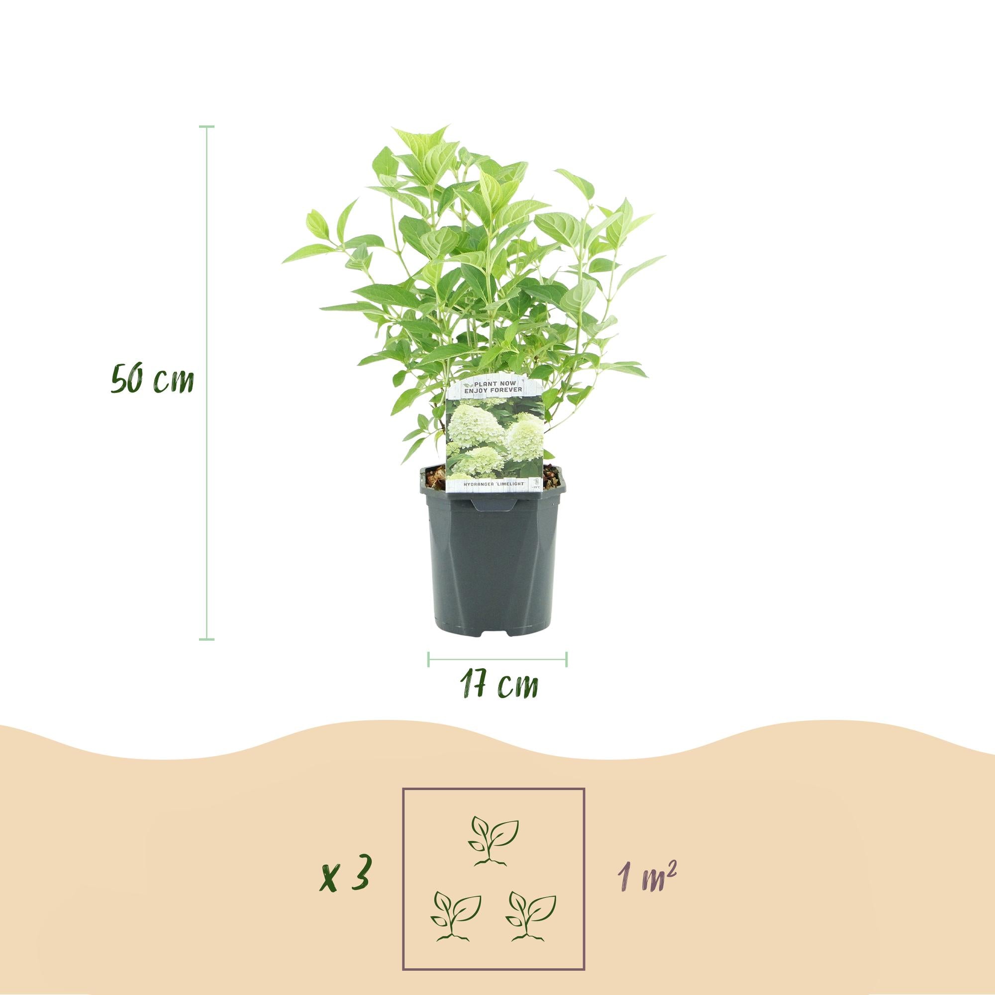 Green boutiQ – Federhortensie (Hydrangea panniculata Limelight) – Cremeweiße Blüten – 3 Pflanzen – 1 m² – Laubabwerfend – Große Blüten – Topf: 17 cm, Höhe: 50 cm