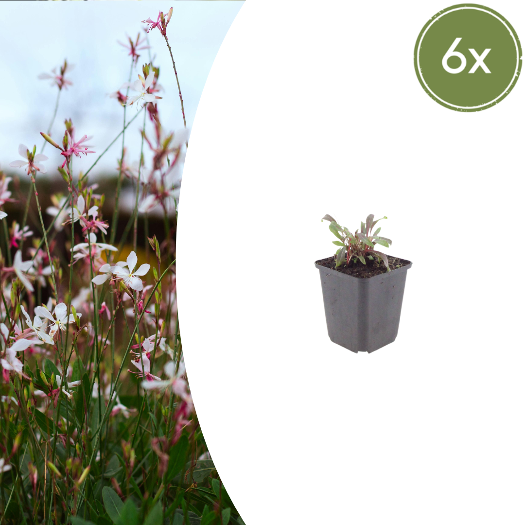 6x Gaura l. 'Siskiyou Pink' - ↕10-25cm - Ø9cm