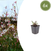 6x Gaura l. 'Siskiyou Pink' - ↕10-25cm - Ø9cm