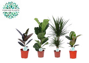 Plantes d'intérieur Lopez Green Mix - 4 pièces - Ø17cm - ↕55-75cm