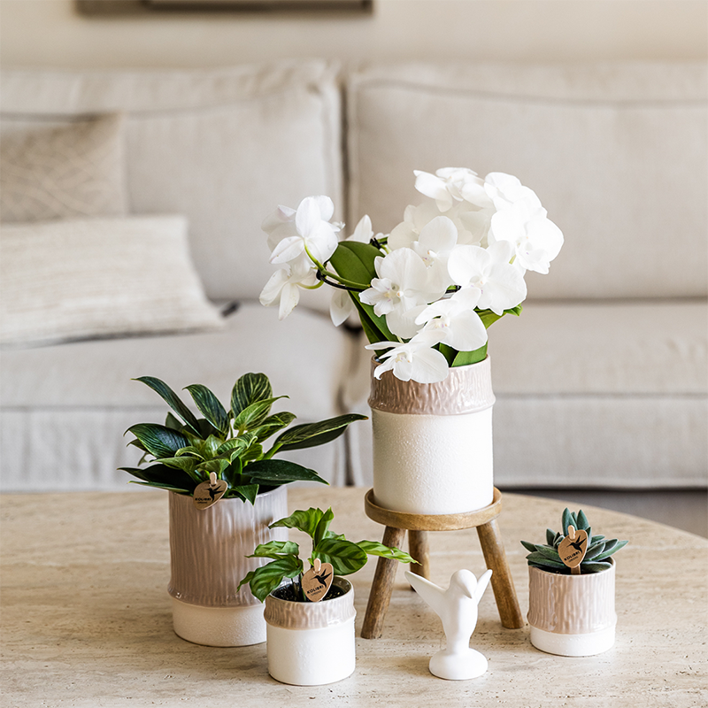 Kolibri Company | Plantenset Bamboo | Witte Amabilis orchidee Ø9cm + groene plant incl. keramieken sierpotten