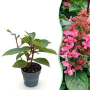 Hydrangea panniculata Living Infinity - Pluimhortensia - Winterhard - Wit - 1 Plant - Pot 12cm - Hoogte Hoogte 20-30cm