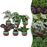 Baby Planten Jungle Mix - Diversen 6x - Tropisch - incl. Copper Reef - Ø6cm - ↕10-15cm