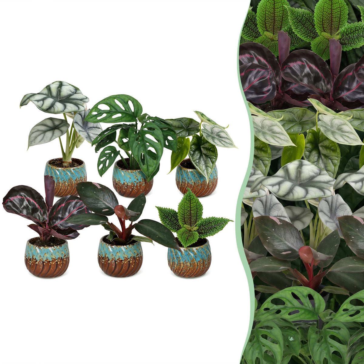 Baby Planten Jungle Mix - Diversen 6x - Tropisch - incl. Copper Reef - Ø6cm - ↕10-15cm