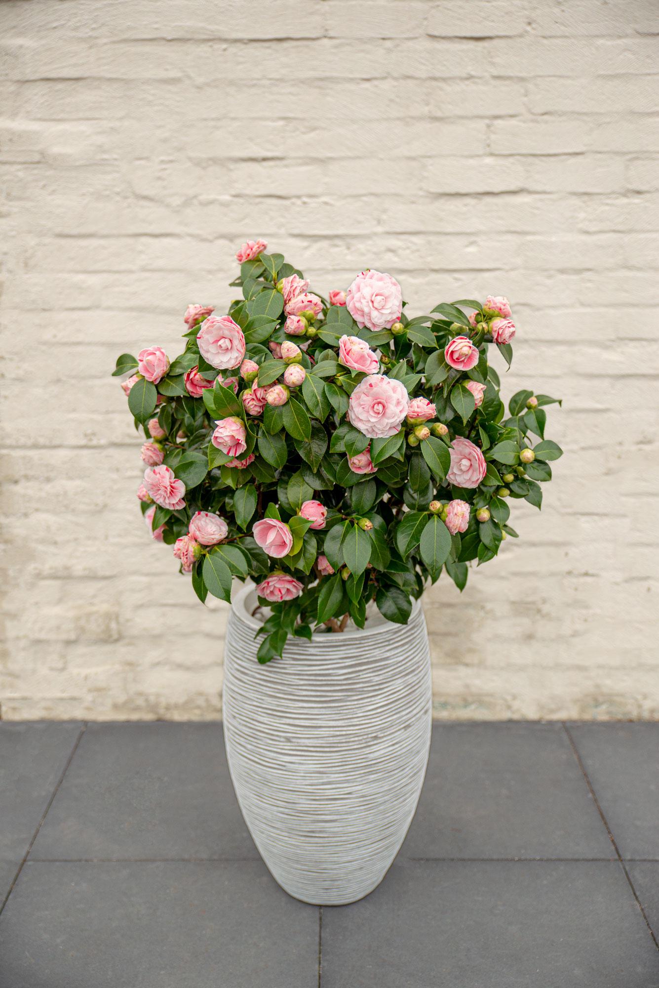 Camellia japonica Bonomiana - Ø19 - ↨65cm