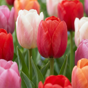 60x Tulipa Glowing with pride - Blumenzwiebeln - Tulip Glowing with pride - Verschiedenes - Frühlingsblüher - Zwiebelgröße 11/12