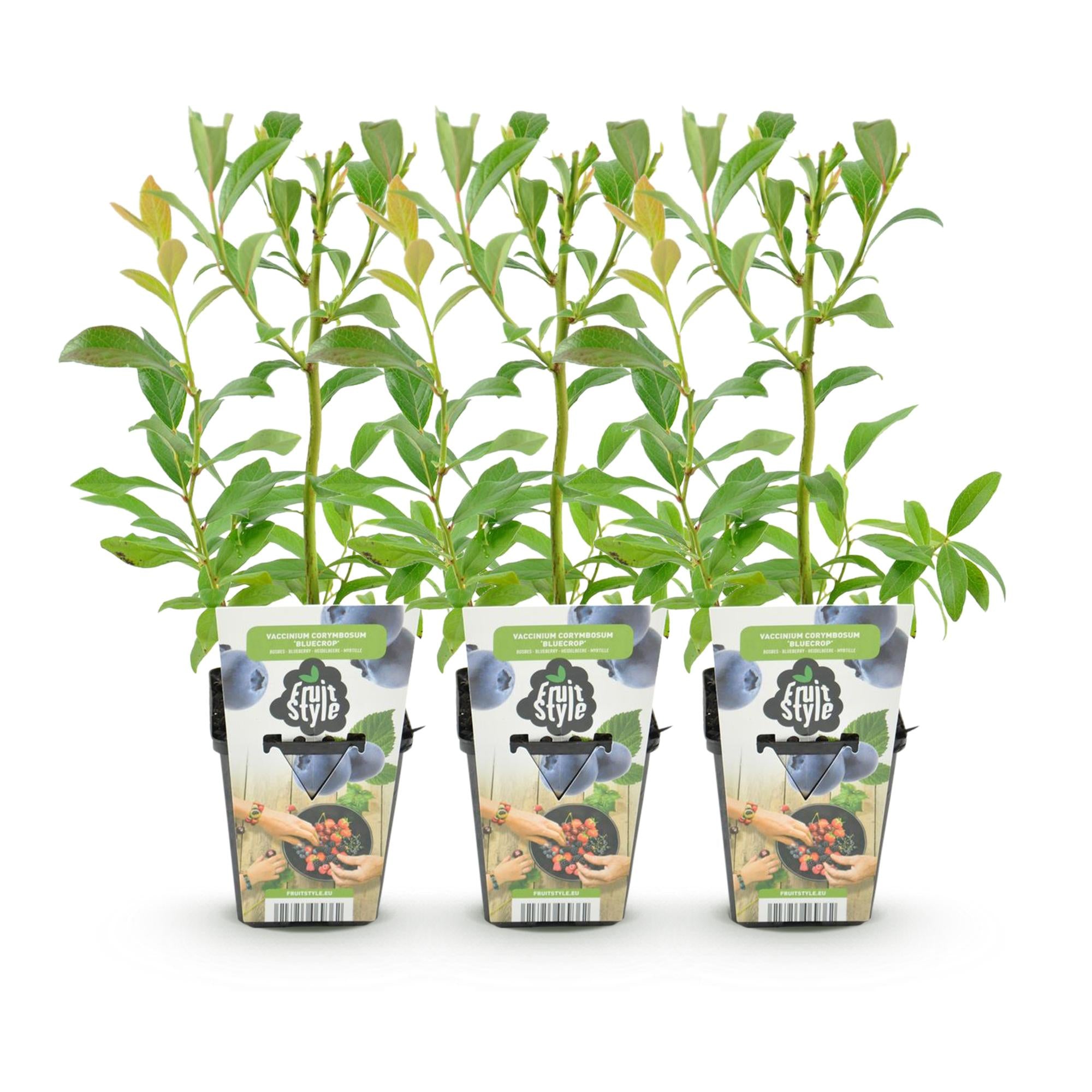 Blauwe Bes - Vaccinium corymbossum Bluegold - Winterhard - 3 Planten - Pot 9 cm - Blauwe Bes
