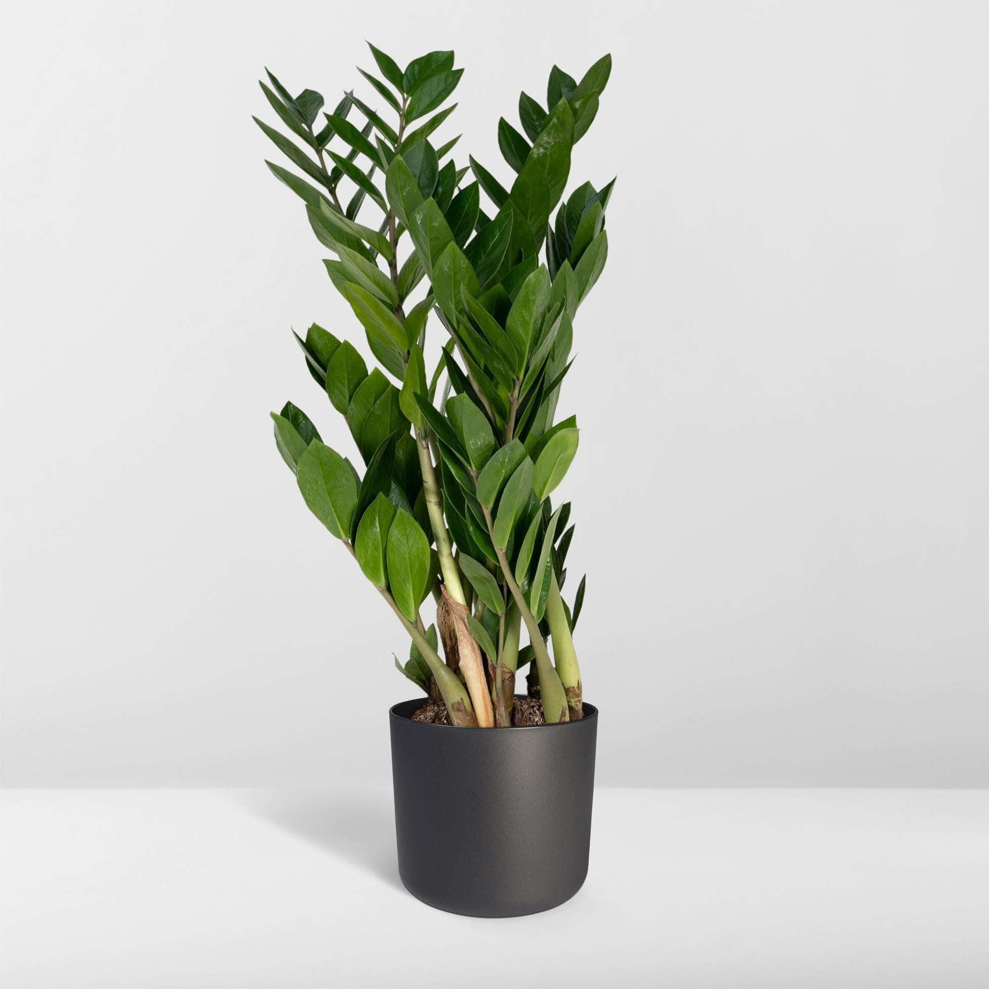 Zamioculcas Zamiifolia - Ø17 cm - ↕70 cm