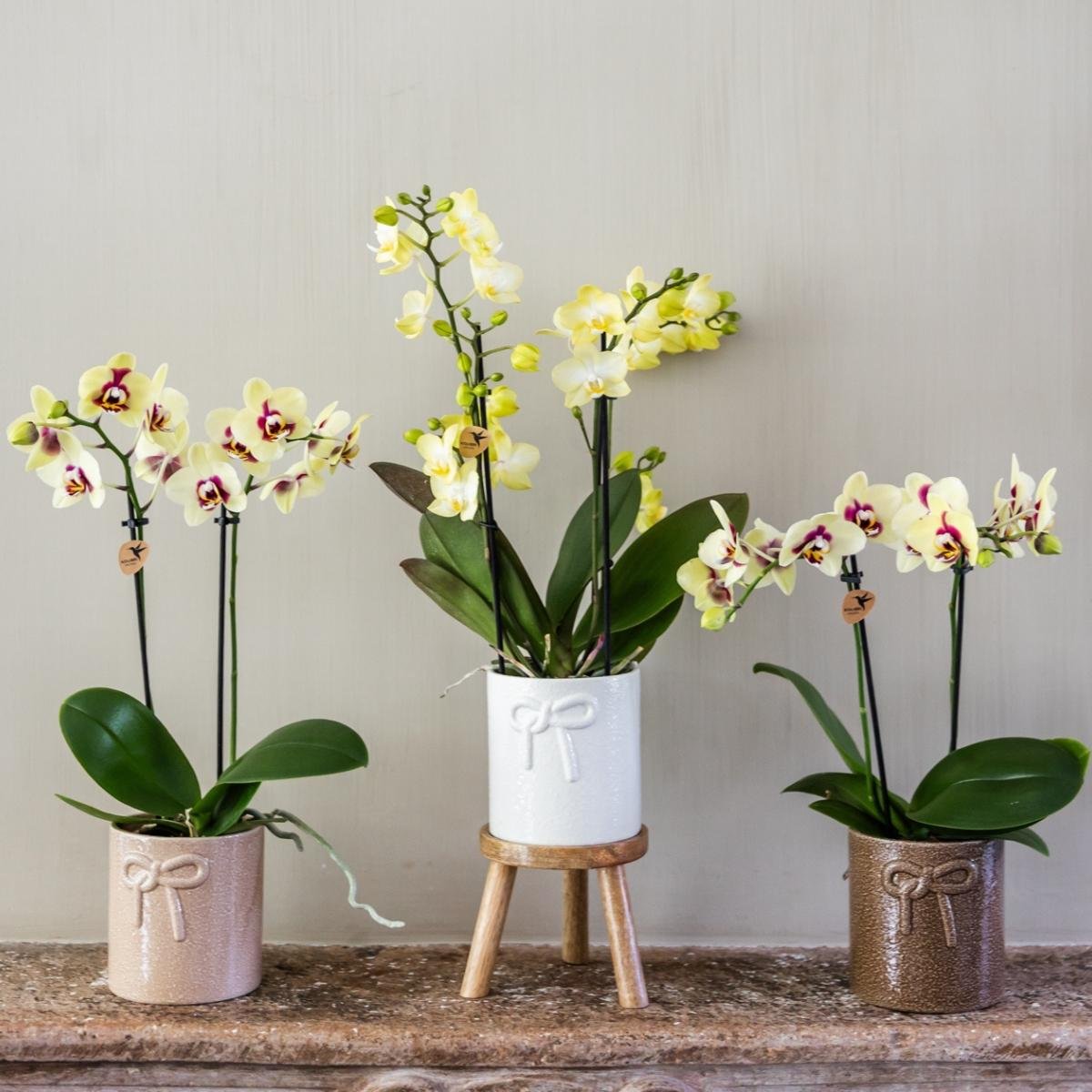 Kolibri Orchids | Combi Deal - 4 Geel-Rode Phalaenopsis Orchideeën Diamond Uruguay - Ø9 cm