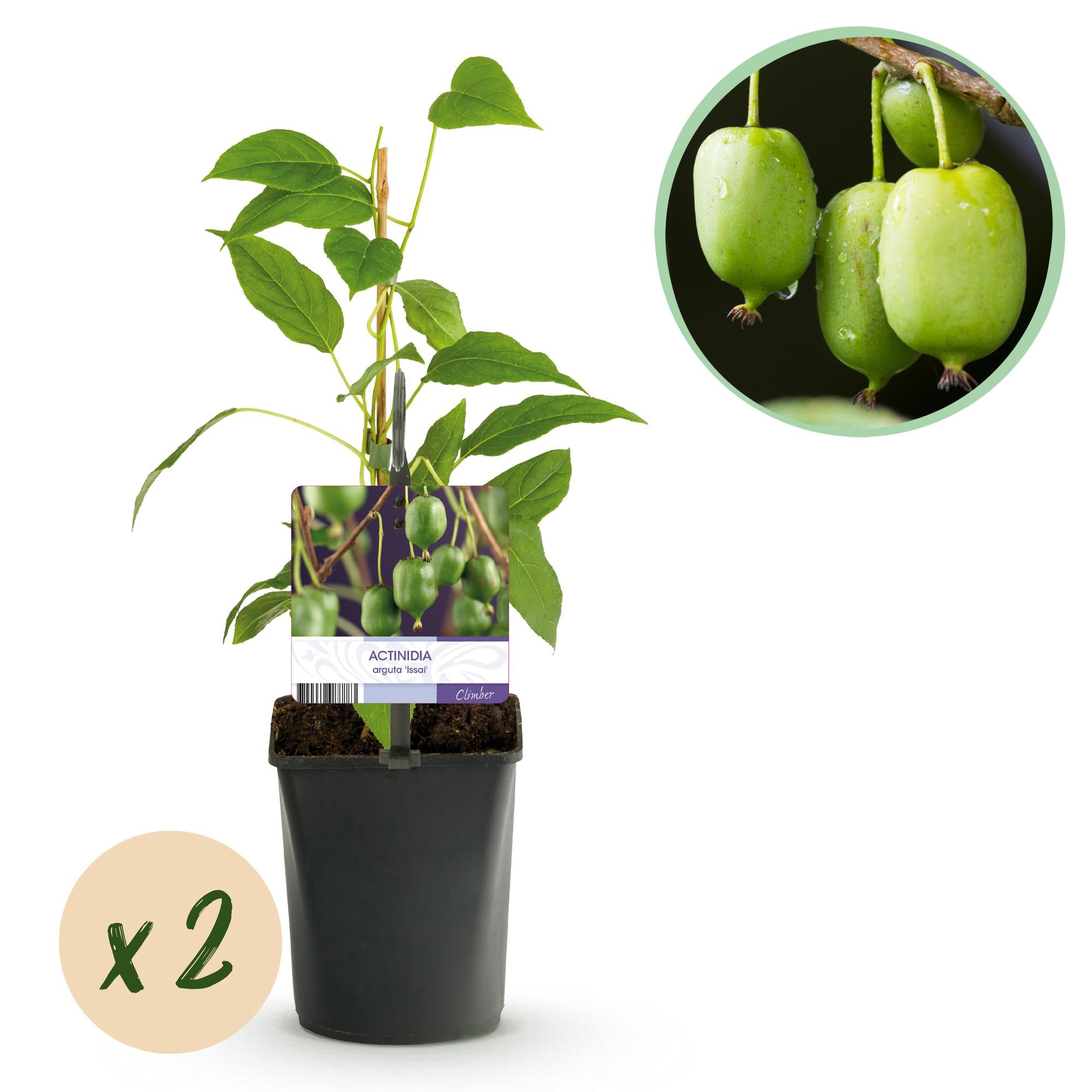 Kiwi - Actinidia arguta Issai - Groene Vrucht - 2 planten -  Pot 11cm Hoogte 40cm