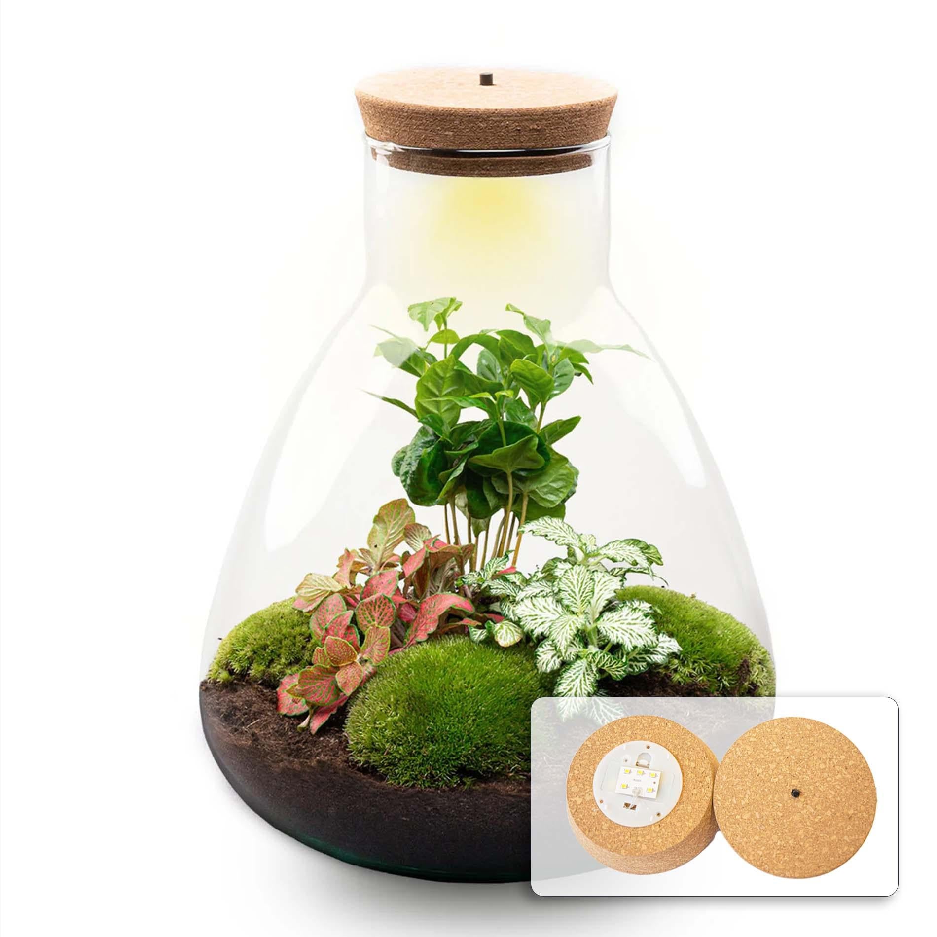 DIY-Terrarium – Sam Coffea mit Lampe – ↕ 30 cm – Flaschengarten – Normal