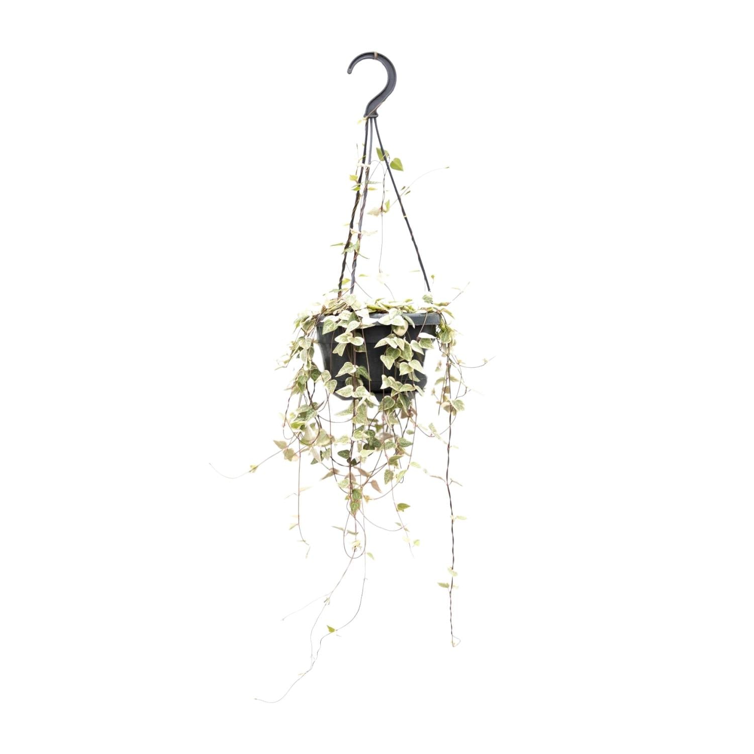Ceropegia Woodii Merel - Ø14cm - ↕50cm