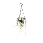 Ceropegia Woodii Merel - Ø14cm - ↕50cm